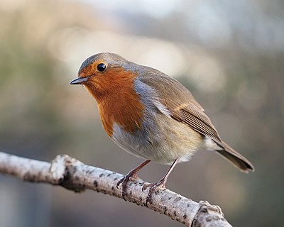 Oiseaux
