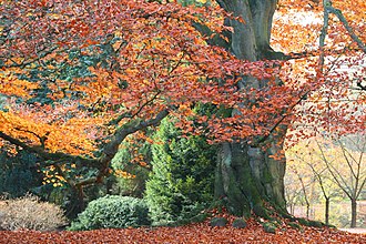 Arbres & Arbustes