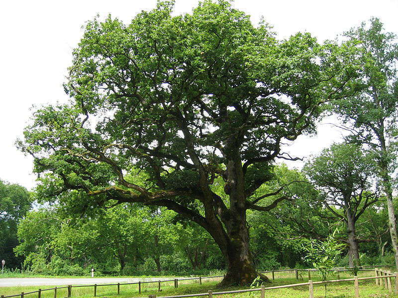 ATE Parc de l'Étuvée