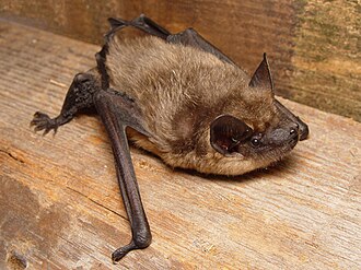 Chauves-souris