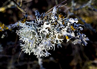 Lichens