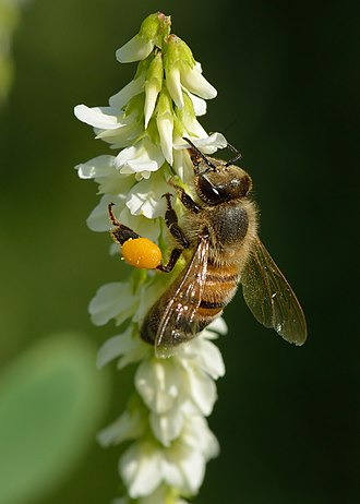 Pollinisateurs